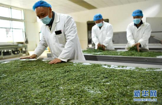 3月13日，在位于湖北省恩施土家族苗族自治州宣恩縣萬寨鄉(xiāng)板場村的伍家臺富硒貢茶公司，制茶師在按照傳統(tǒng)工藝制作手工茶。新華社發(fā)（宋文 攝）